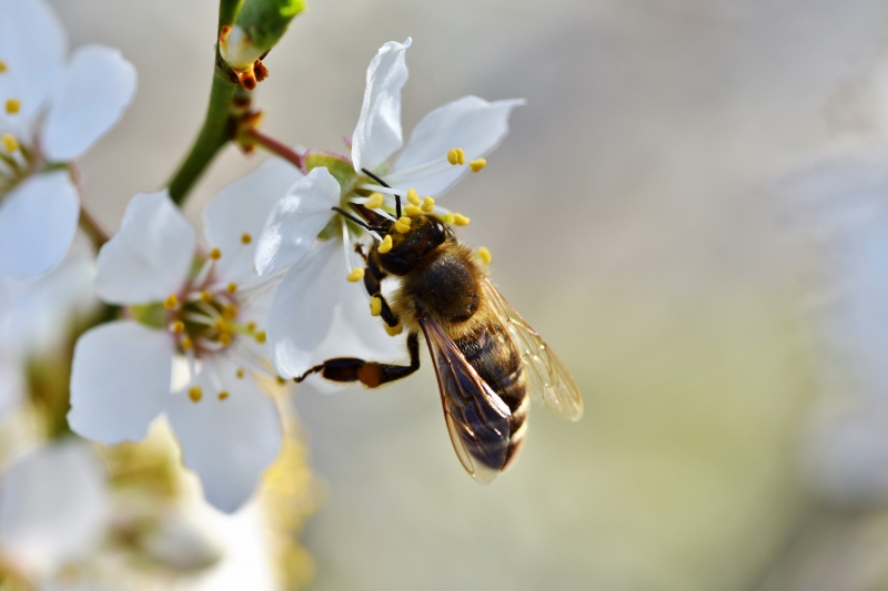 jardinerie-LE ROURET-min_bee-4092986